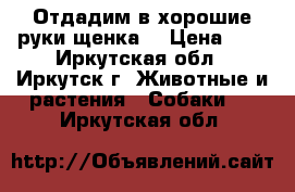        Отдадим в хорошие руки щенка. › Цена ­ 1 - Иркутская обл., Иркутск г. Животные и растения » Собаки   . Иркутская обл.